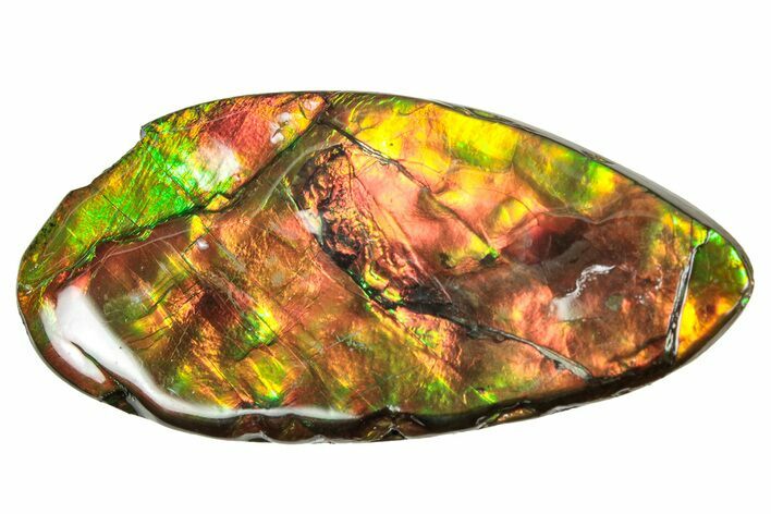 Flashy Ammolite (Fossil Ammonite Shell) - Rainbow Colored #357574